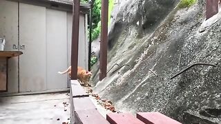 I'm releasing a compilation of previously unreleased cat videos