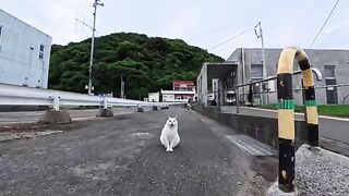 When I went to the ferry terminal, a white cat with a Λ mark on its head came to me for petting.
