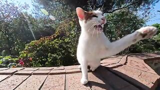 The cat barking was so cute, and the way it occasionally made a proper cat face was just too adorable.
