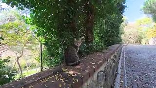 When I reach out to pet it, it welcomes me and pets me back, it's so cute.