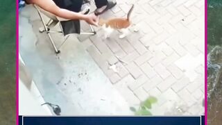 kucing manja