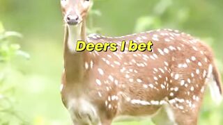 Three Spiritual Facts About Deers, I Bet You Didn't Know