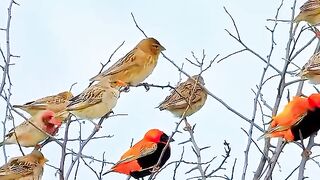Small Colourful Beautiful Birds