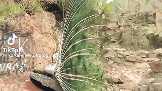 Beautiful Peacock 5