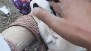 Cute Rabbits 2