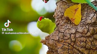 Wild Ringneck Parrots '