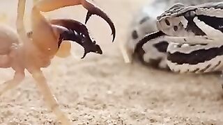 Snake vs Camel Spider