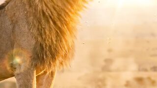 A day in the life — Lion