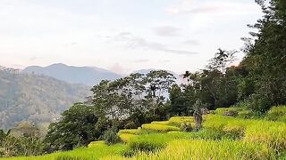 Green Rice Field with Mountain View Under Blue Sky