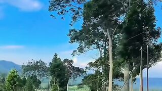 Straight Road Through Green Fields and Trees