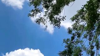 tree Branch with Blue Sky and White Clouds