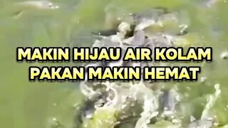 Makin hijau air kolam pakan pun makin hemat