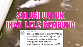 Solusi untuk ikan lele kembung disaat musim bediding