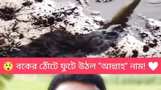 একটি বক, আর একটি অবাক করা মুহূর্ত! ????✨