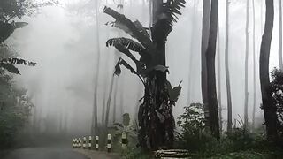 Misty Forest Road with Pi