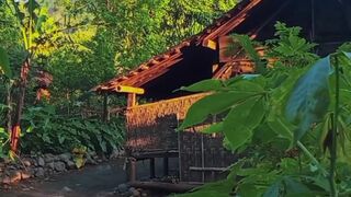 Traditional House Surrounded by Tropical Green