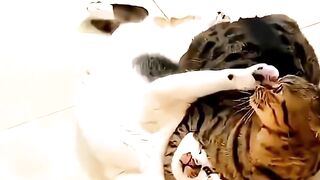 Funny Cats #cat #funnycats #cutecat #catvideo #catreels