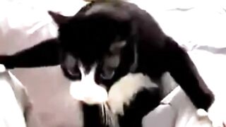 Funny Dogs and Funny Cats #cat #dog #funnydogs #funnycats #cutedogs #cute #cutecats