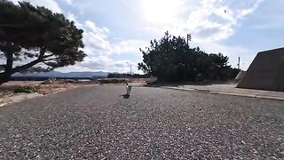 As I was walking along the beach, a calico cat came running up to me.