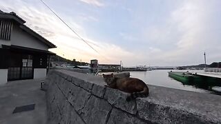 When I petted a cat  on the breakwater at dusk, it purred loudly in delight.