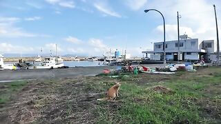 As I was walking through the fishing port, a cat seemed to be talking to me.