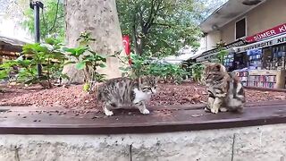 I stopped in my tracks because the kittens living in the bookstore district were so cute...the heartwarming daily lives of cats