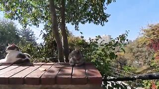 The cat  so peacefully on top of the wall was just too cute.