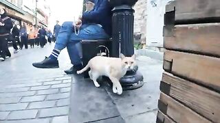 In a quiet corner of a bustling street... cats happily eat the food they've been given.