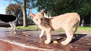 Cats in tourist areas receive treats from various people.