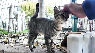 I met a cat at a mosque that was quite aggressive with its headbutts, but it was cute.