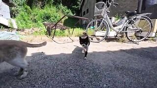 A wary black and white cat, a friendly brown and white cat