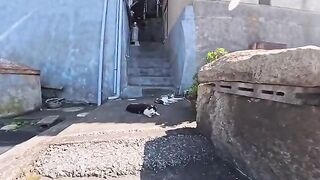 I attended a small cat gathering held in a fishing port town.