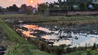 Rice Field at Sunset with Mountain View