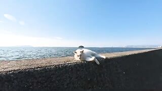 The cat that always greets me whenever I see it was taking a comfortable nap on the breakwater today.