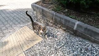 Stray cat with a magnificent fur is meowing and purring for food