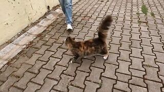 Stray cat Mimi is asking us for food with her sweetest