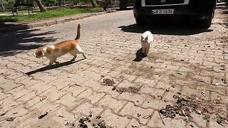 We finally became friends with a stray cat that came to me with a timid meow