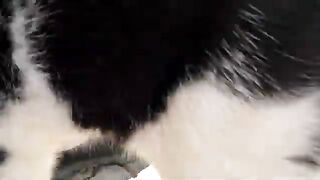 Very hungry stray cat Tuxie greeted us with lots of meows