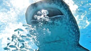 The biggest fish on the planet