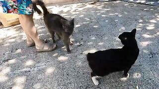 Stray cat Maisy and her friend are very cute and friendly
