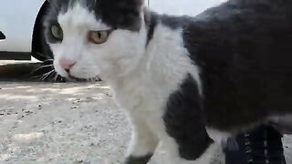 Three talkative stray cats, meowing very loudly, suddenly gathered around us