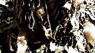 Leopard's Unbelievable Tree Climbing! #wildlife #animals #leopard #treeclimbing