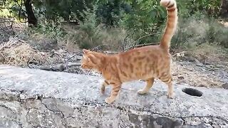Ollie the cat and the orange cat were very happy to see us
