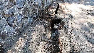 Stray cat Dali is much happier when there are no other cats around