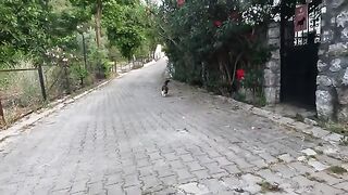 Stray cat Pom pom started purring as soon as I touched her