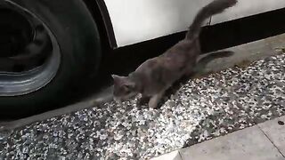 Stray Cat That Asked for Food in the Cutest Way I've Ever Seen!