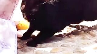 Born As Cats, Then Humans