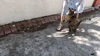 Stray cat whom we hadn't seen in a long time, was very happy to see us