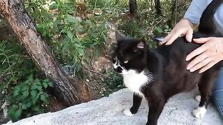 How the stray cat I know for 3 years get jealous when I'm petting another cat