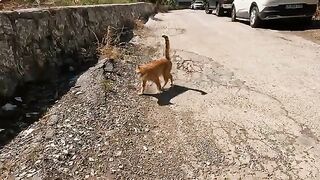 Orange cat ran towards us and asked for food with her  meow